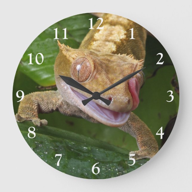 Grande Horloge Ronde Crested Gecko (Recto)