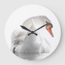 Cygne blanc sur l'eau