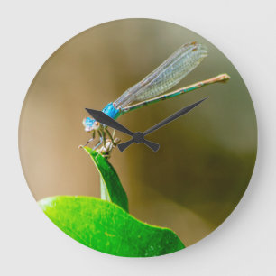 Grande Horloge Ronde Damselfly bleu du Texas se reposant sur une