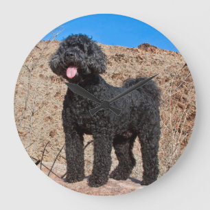 Grande Horloge Ronde États-Unis, Californie. Labradoodle debout