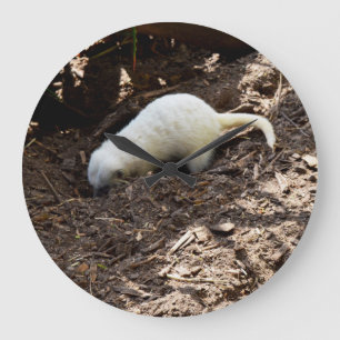 Grande Horloge Ronde Faim implacable : White Meerkat Digging pour un re