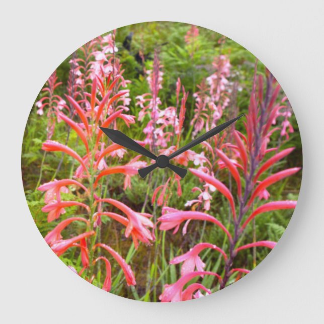 Grande Horloge Ronde Fleur de Bugle Lily (Watsonia), Cap Est (Recto)