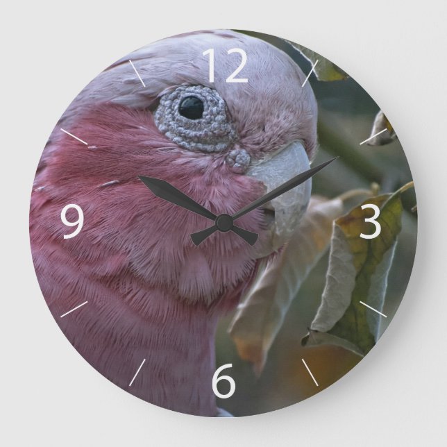 Grande Horloge Ronde Galah (Recto)