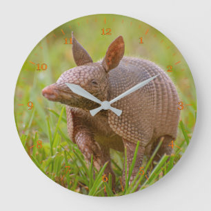 Grande Horloge Ronde Gros plan d'armadillo à bandes neuf de Floride