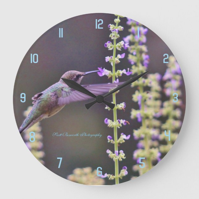 Grande Horloge Ronde Hummingbird feeding (Recto)