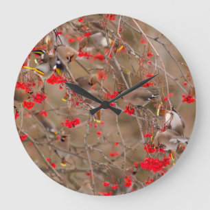 Grande Horloge Ronde Jaseurs boréaux se nourrissant de sorbiers des ois