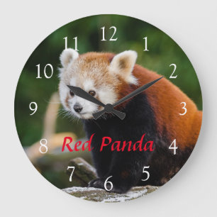 Grande Horloge Ronde Jolie Photo de la Nature d'un Panda Roux Sauvage T
