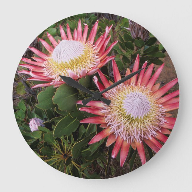 Grande Horloge Ronde King Protea, Helderberg (Recto)