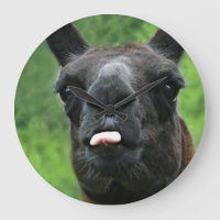 Lama drôle avec l'attitude principale et la langue