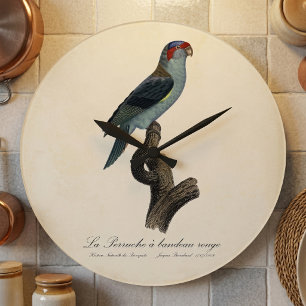 Grande Horloge Ronde Loriquet à tête bleue, Trichoglossus concinnus