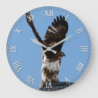 Magnificent Red-Tailed Hawk Raptor Bird of Prey