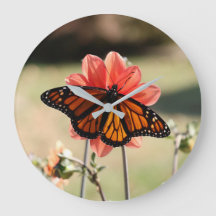 Papillon monarque sur une Dahlia