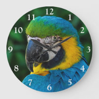 Perroquet bleu et or macaw