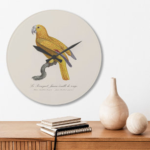 Grande Horloge Ronde Perroquet de Paradis de Cuba, Psittacus Paradisi