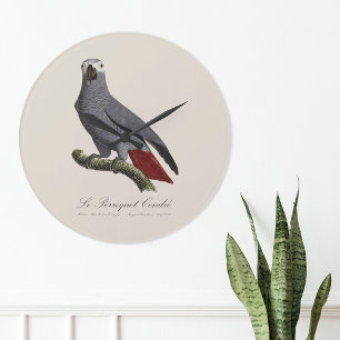 Grande Horloge Ronde Perroquet gris, Psittacus erithacus, vintage