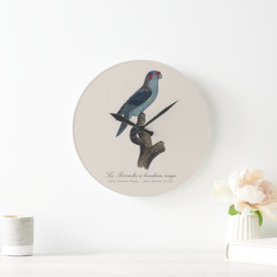 Grande Horloge Ronde Perruche à bandeau rouge / Loriquet musqué 