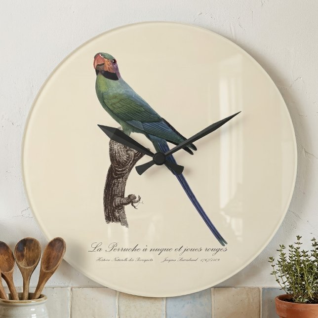 Grande Horloge Ronde Perruche à long bec, Psittacula Longicauda (Long-Tailed Parakeet, Psittacula Longicauda. Large Clock)