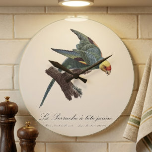 Grande Horloge Ronde Perruche a Tete Jaune / Perruche de Caroline