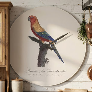 Grande Horloge Ronde Perruche soleil mâle, Aratinga solstitialis