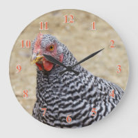 Photographe de Plymouth Barred Rock