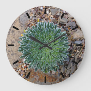 Grande Horloge Ronde Succulent plante du désert
