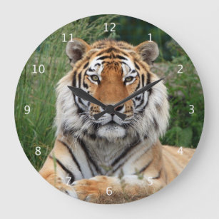 Grande Horloge Ronde Tiger tête mâle beau portrait photo portrait