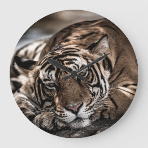 Grande Horloge Ronde Tigre de Ranthambore : gros plan.