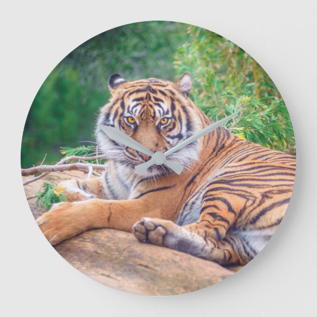 Grande Horloge Ronde Tigre de rappel relaxant (Recto)