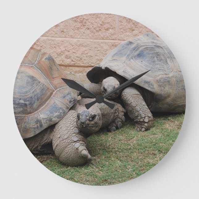 Grande Horloge Ronde tortues géantes (Recto)