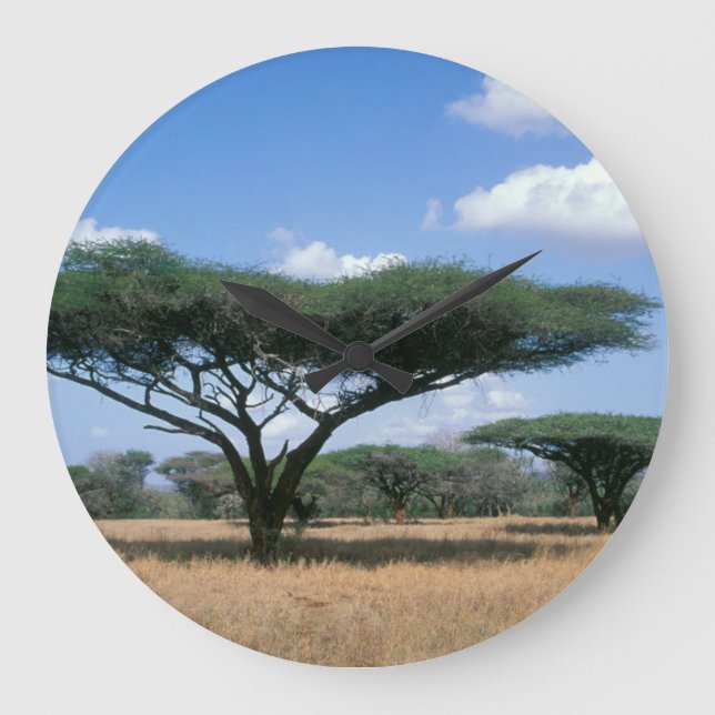 Grande Horloge Ronde Umbrella Thorn Acacia (Acacia tortilis), Mkuze (Recto)