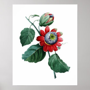 GRANDE impression botanique de PASSIFLORA par Redo