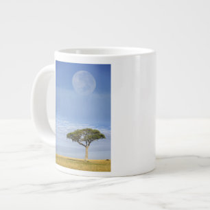 Grande Tasse Acacia tortilis, Acacia tortilis, et