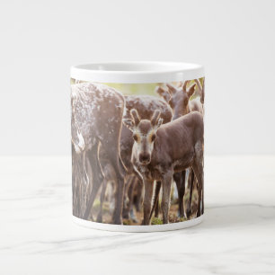 Grande Tasse Animaux de bébés cutest   Svalbard Reindeer