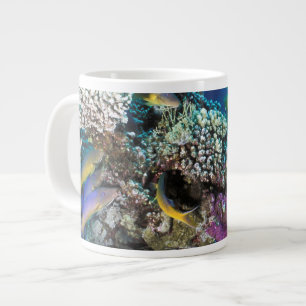 Grande Tasse Banc de rougets autour d'un petit corail
