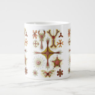 Grande Tasse Camomille sauvage par Ernst Haeckel, Nature Vintag