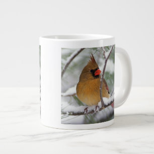 Grande Tasse Cardinalis femelle dans un pin enneigé,