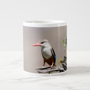 Grande Tasse Grey-Headed Kingfisher