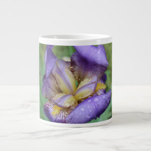 Grande Tasse Iris Violet (Iris Germanica)
