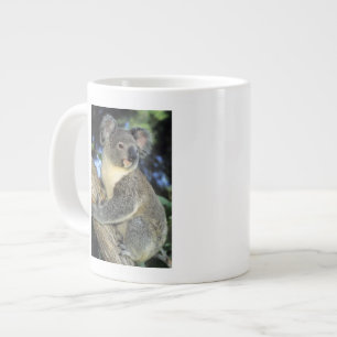 Grande Tasse Koala, Phascolarctos cinereus), Australie,