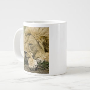 Grande Tasse Lion d'Afrique, Panthera leo, couché endormi
