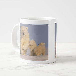 Grande Tasse ours polaire, Ursus maritimus, semer avec nouveau-
