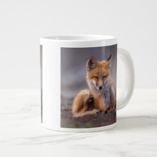 Grande Tasse renard roux, Vulpes vulpes, petit se grattant,