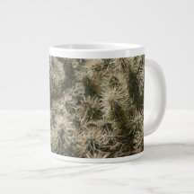 Teddy Bear Cactus