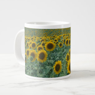 Grande Tasse UE, France, Provence, champ de tournesol