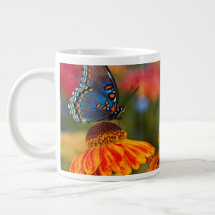 Grande Tasse Un Papilio troilus, Papilio troilus
