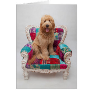 Grandes images  Coute Goldendoodle