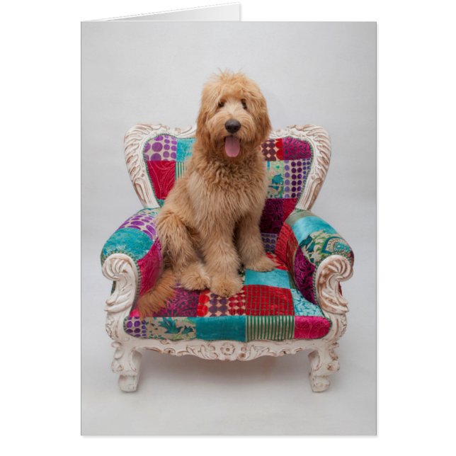 Grandes images| Coute Goldendoodle (Devant)