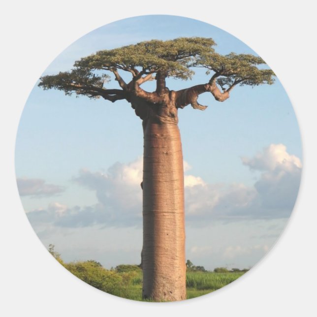 Grandidier's Baobab Madagascar Classic Round Sticker (Front)