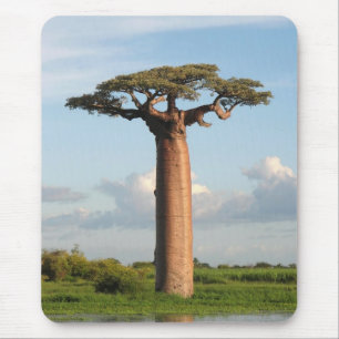 Grandidier's Baobab Madagascar Mouse Pad