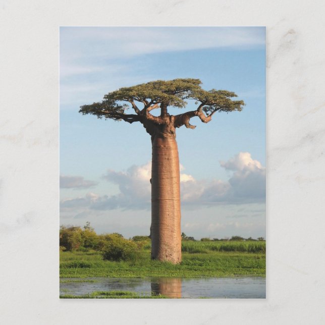 Grandidier's Baobab Madagascar Postcard (Front)